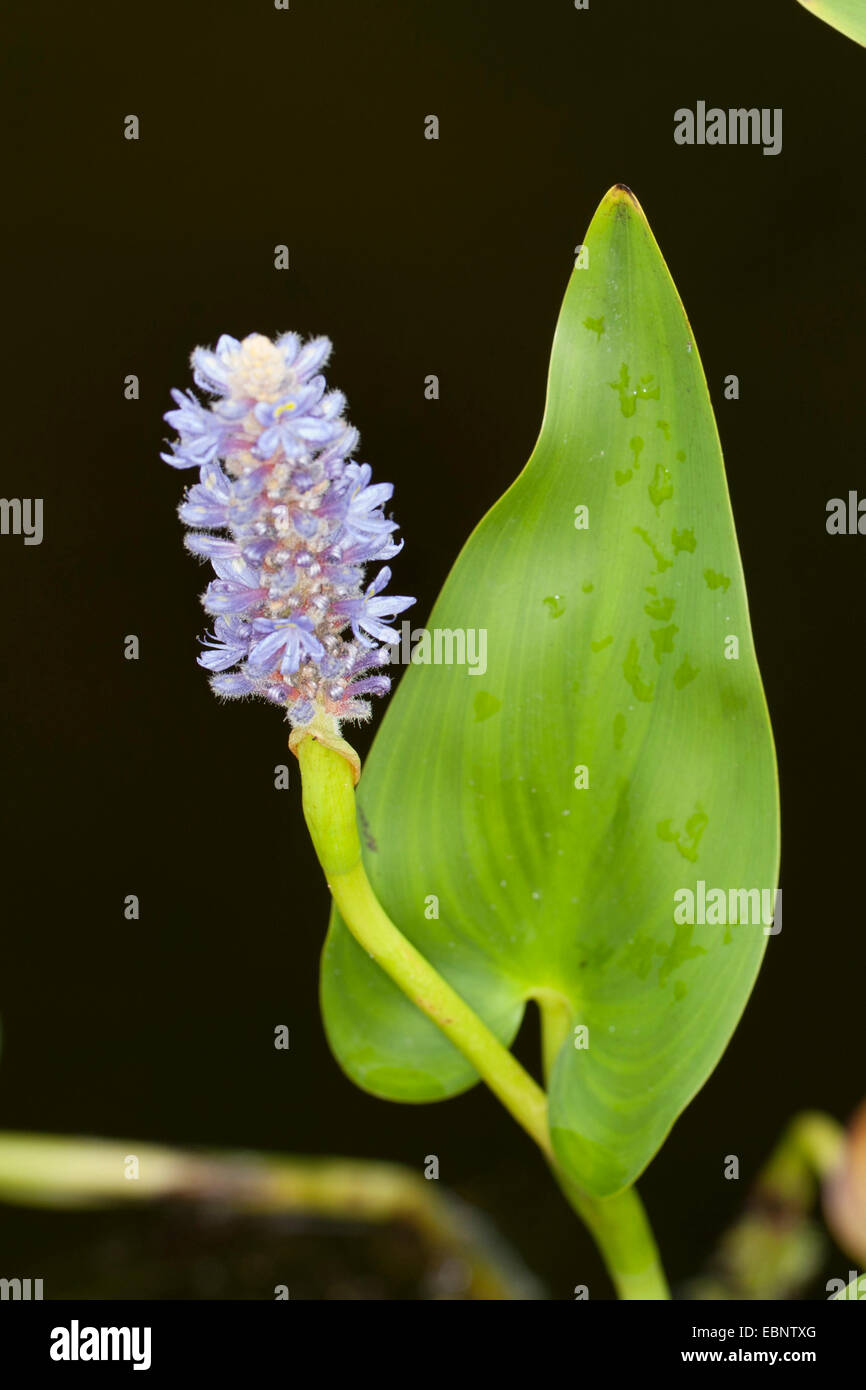 Pickerel Unkraut, Pickerelweed (Pontederia Cordata) blüht Stockfoto