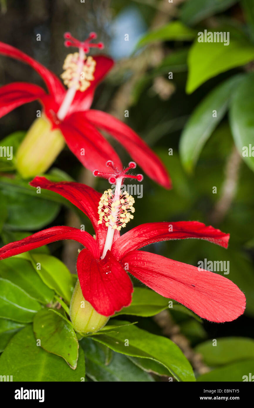 Hawaiian rote Hibiskus, Hawaii Hibiskus, Hibiskus, Riesen Malve, Eibisch (Hibiscus Clayi), endemisch auf Hawaii Stockfoto
