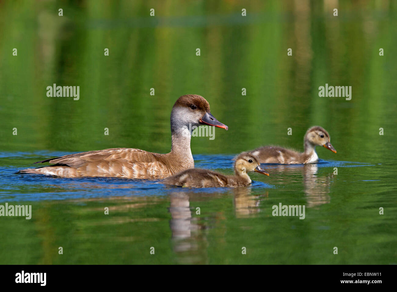 rot-crested Tafelenten (Netta Rufina), mit Chcks, Deutschland Stockfoto