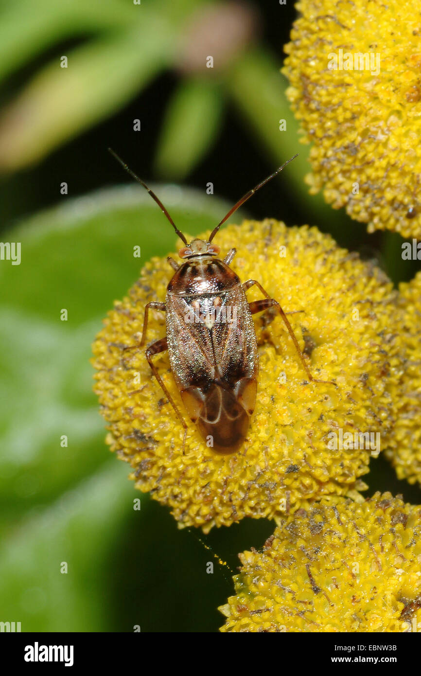 Angeschlagene Pflanze Bug (Lygus Rugulipennis), auf gelben Blume, Deutschland Stockfoto