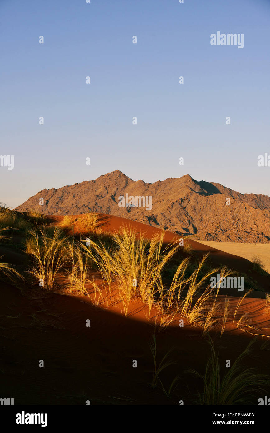 Rasen Sie in der Namib-Wüste, Namibia, Sossusvlei, Namib-Naukluft-Nationalpark Stockfoto