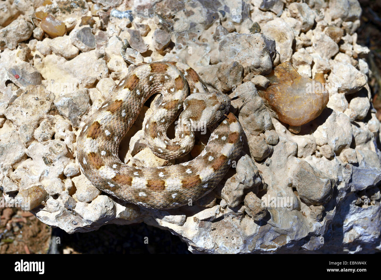gehörnte Blätterteig Adder aufgerollt Cape Hornotter (Bitis Caudalis), liegend auf Steinen, Namibia, Namib-Naukluft-Nationalpark Stockfoto