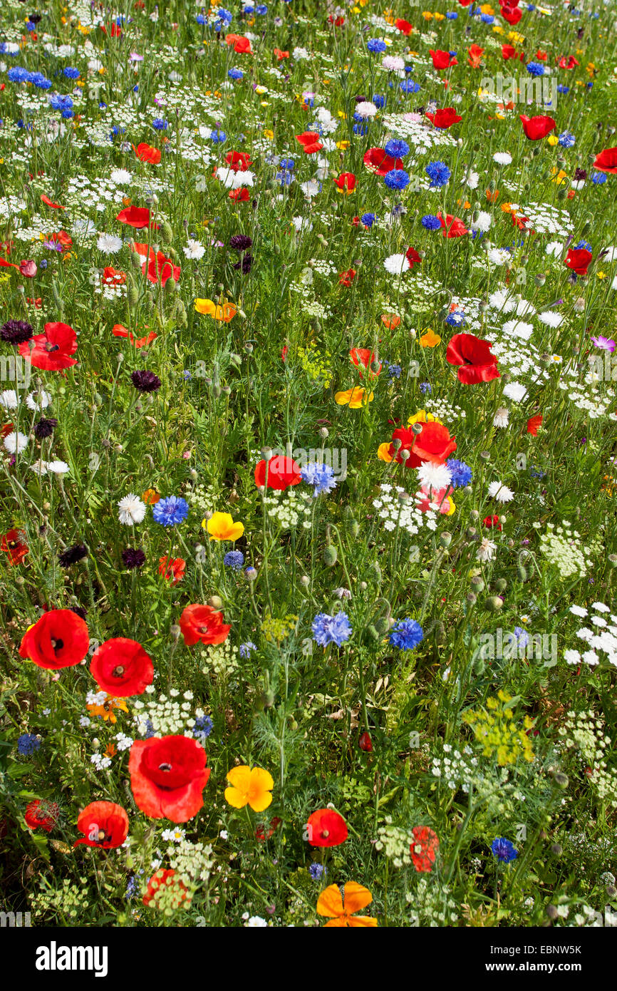 bunte Blumenwiese mit Mohn und Kornblumen, Deutschland Stockfoto