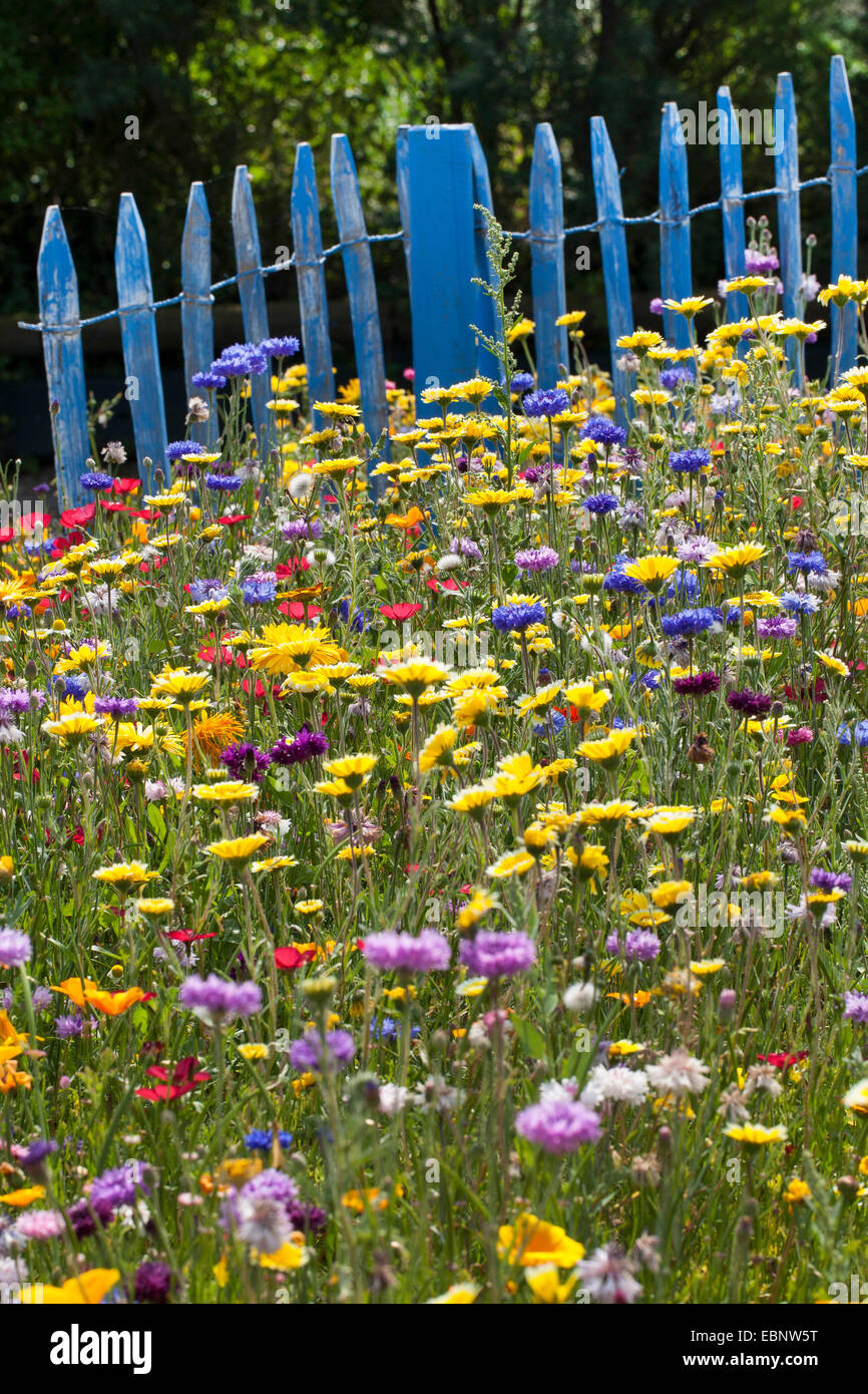 bunte Blumenwiese mit Kornblumen, GartenRingelblume und blauer