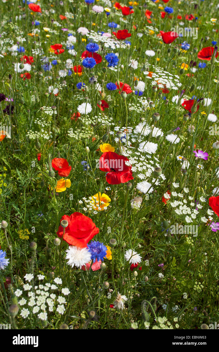 bunte Blumenwiese mit Mohn und Kornblumen, Deutschland Stockfoto