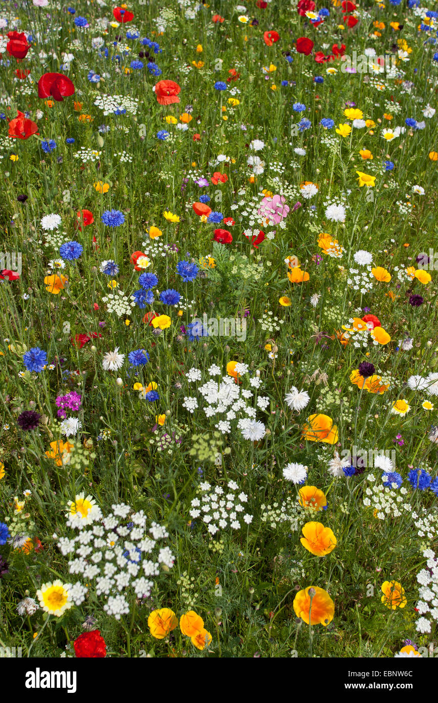 bunte Blumenwiese mit Mohn, Kornblumen Snd Eschscholzia, Deutschland Stockfoto