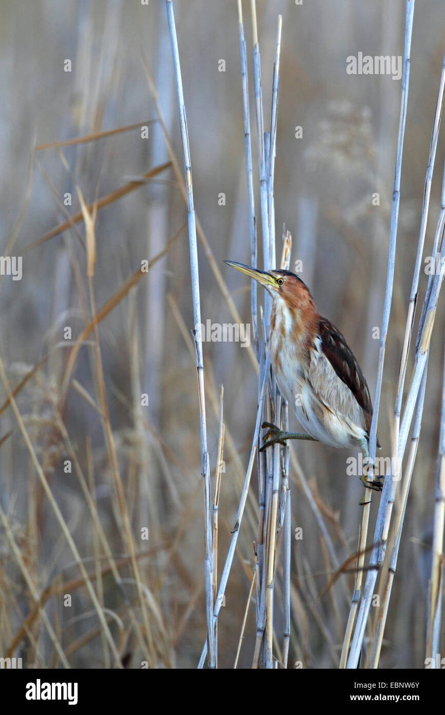 Zwergdommel (Ixobrychus Minutus), Klettern im Schilf, Südafrika, Barberspan Bird Sanctuary Stockfoto