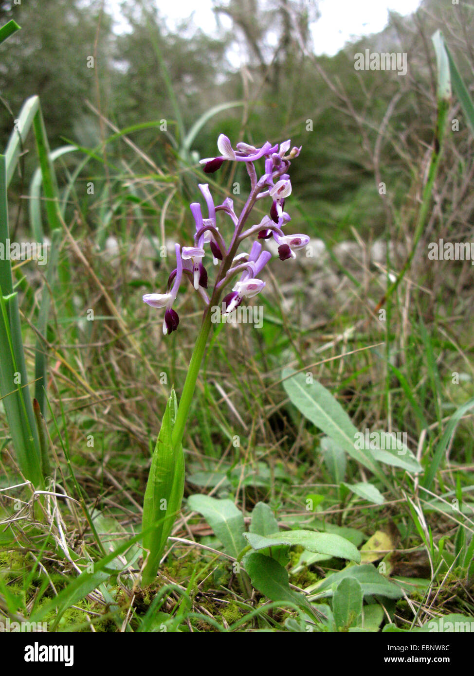 langen Hörnern Orchis (Orchis Longicornu), blühen, Spanien, Balearen, Mallorca Stockfoto