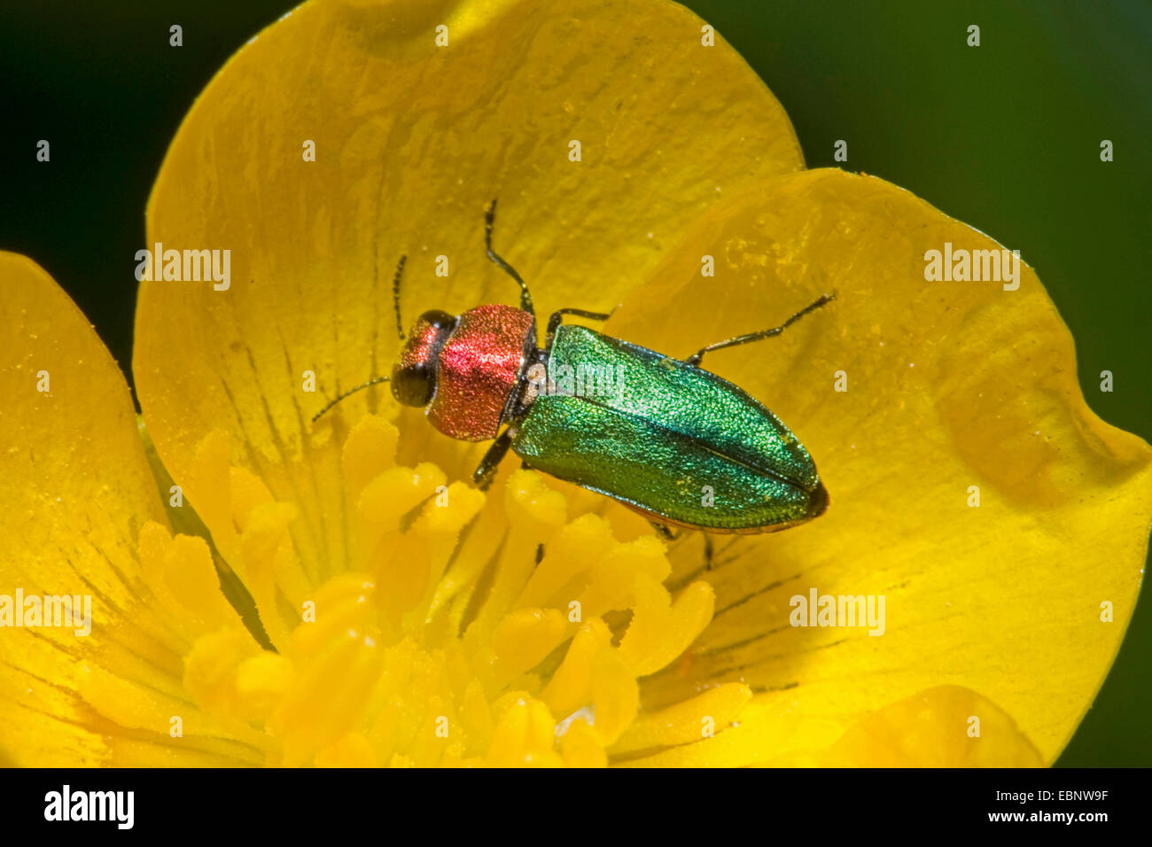 Juwel-Käfer, metallische Holz-langweilig Käfer (Anthaxia Nitidula), auf eine gelbe Blume, Deutschland Stockfoto