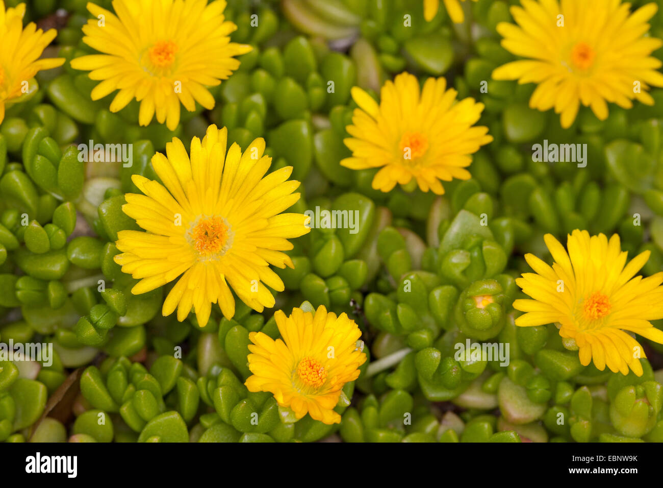 Gelbes Eis Pflanze (Delosperma Nubigenum), blühen Stockfoto