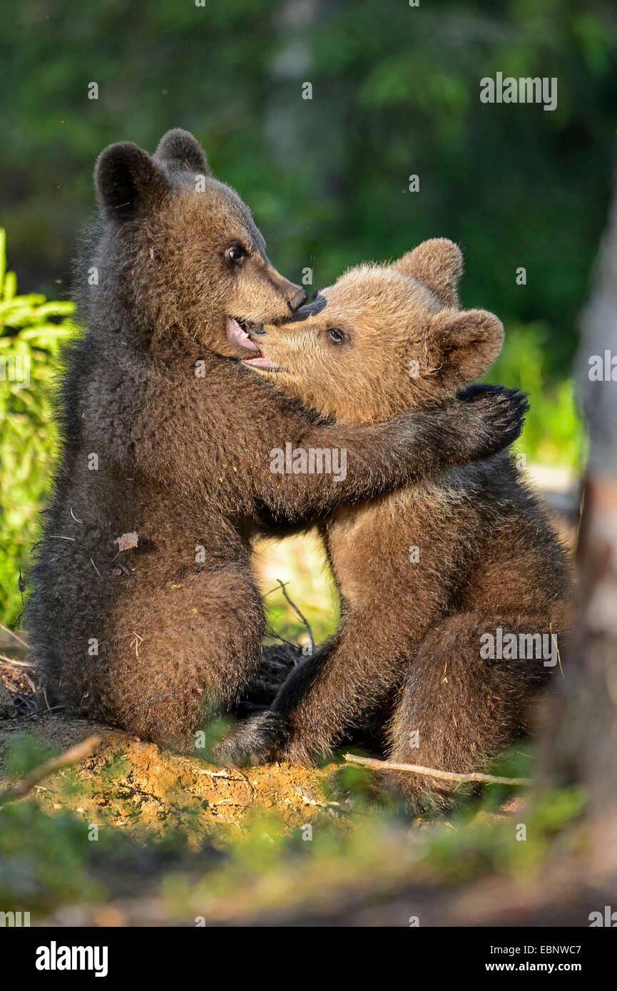Europäischen braunen Bären (Ursus Arctos Arctos), braune Bär Jungen zu spielen, Finnland, Karelien, Suomussalmi Stockfoto