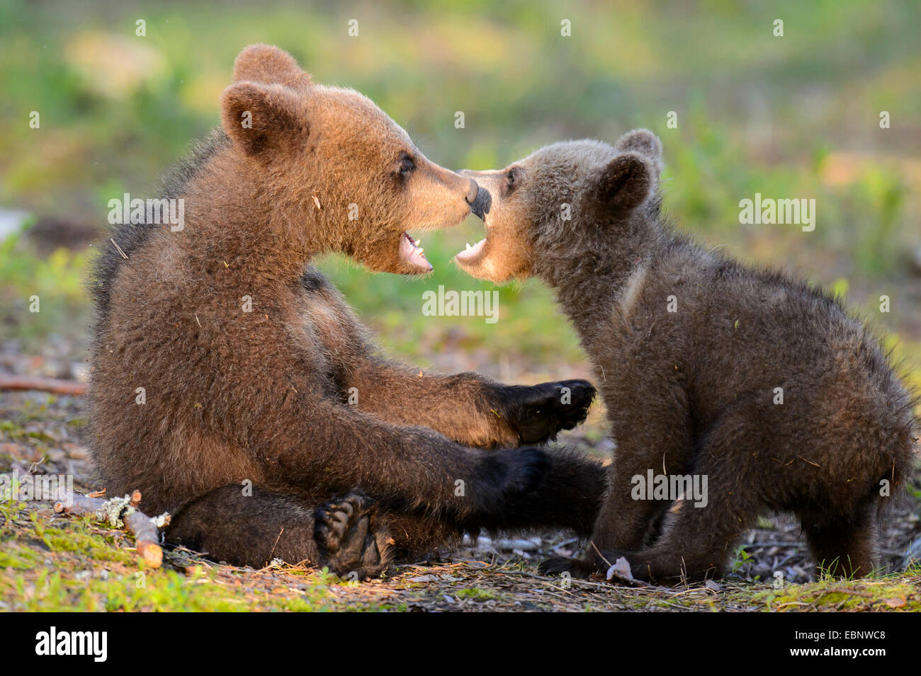 Europäischen braunen Bären (Ursus Arctos Arctos), braune Bär Jungen zu spielen, Finnland, Karelien, Suomussalmi Stockfoto