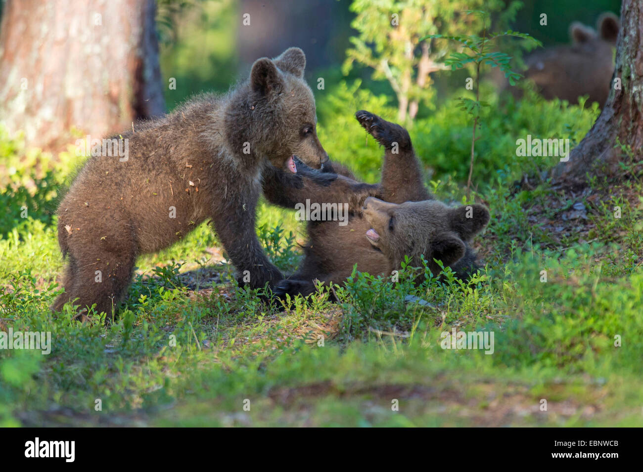Europäischer Braunbär (Ursus Arctos Arctos), Brown Bear Cubs am toben, Finnland, Karelien, Suomussalmi Stockfoto