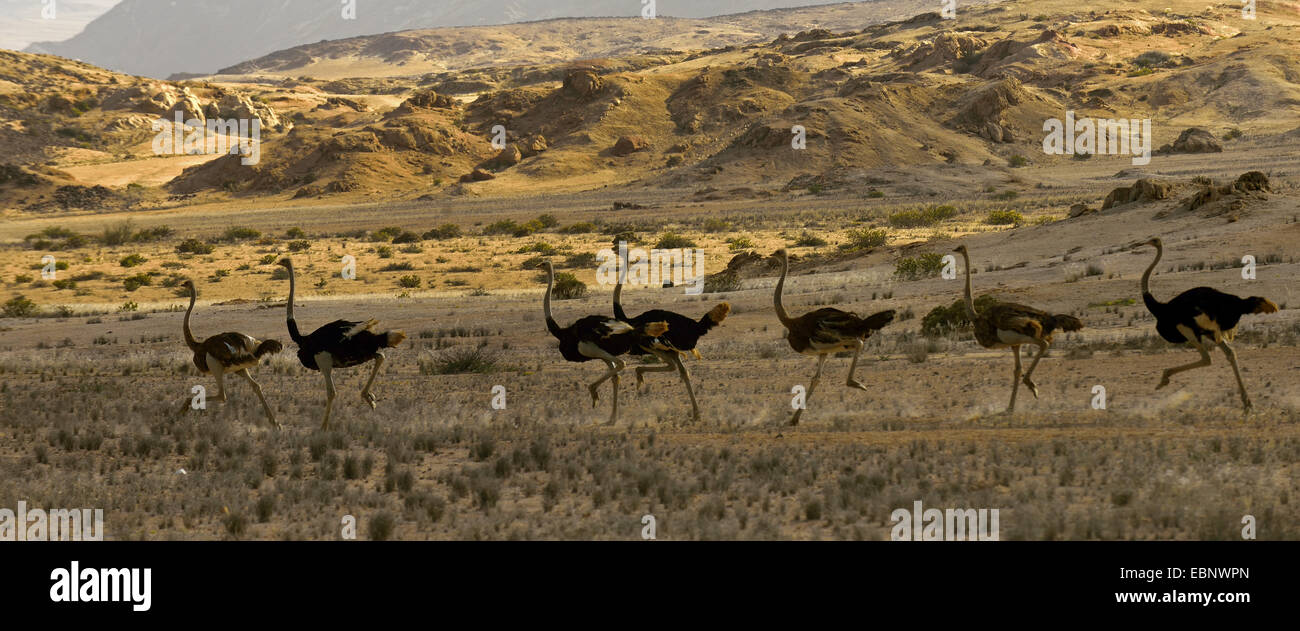 Südlichen Strauß (Struthio Camelus Australis, Struthio Australis), sieben männliche laufenden Throught die Wüstenlandschaft einer hinter dem anderen, Namibia, Namib-Naukluft-Nationalpark Stockfoto