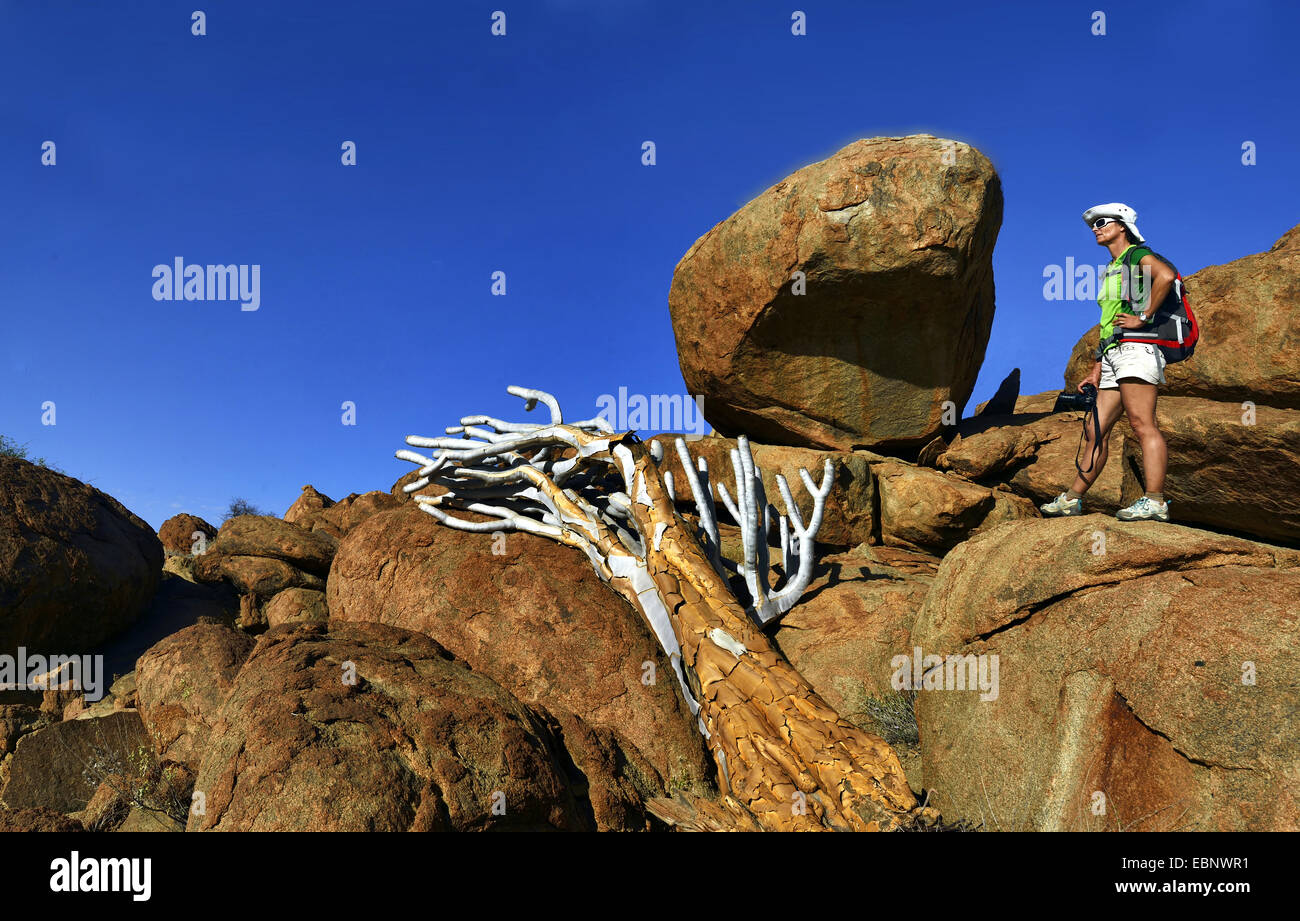 Wanderer an einem Felsen und Kokerboom Baum in der Nähe von Bloedkoppe Berg, Namibia, Namib Naukluft Nationalpark Stockfoto