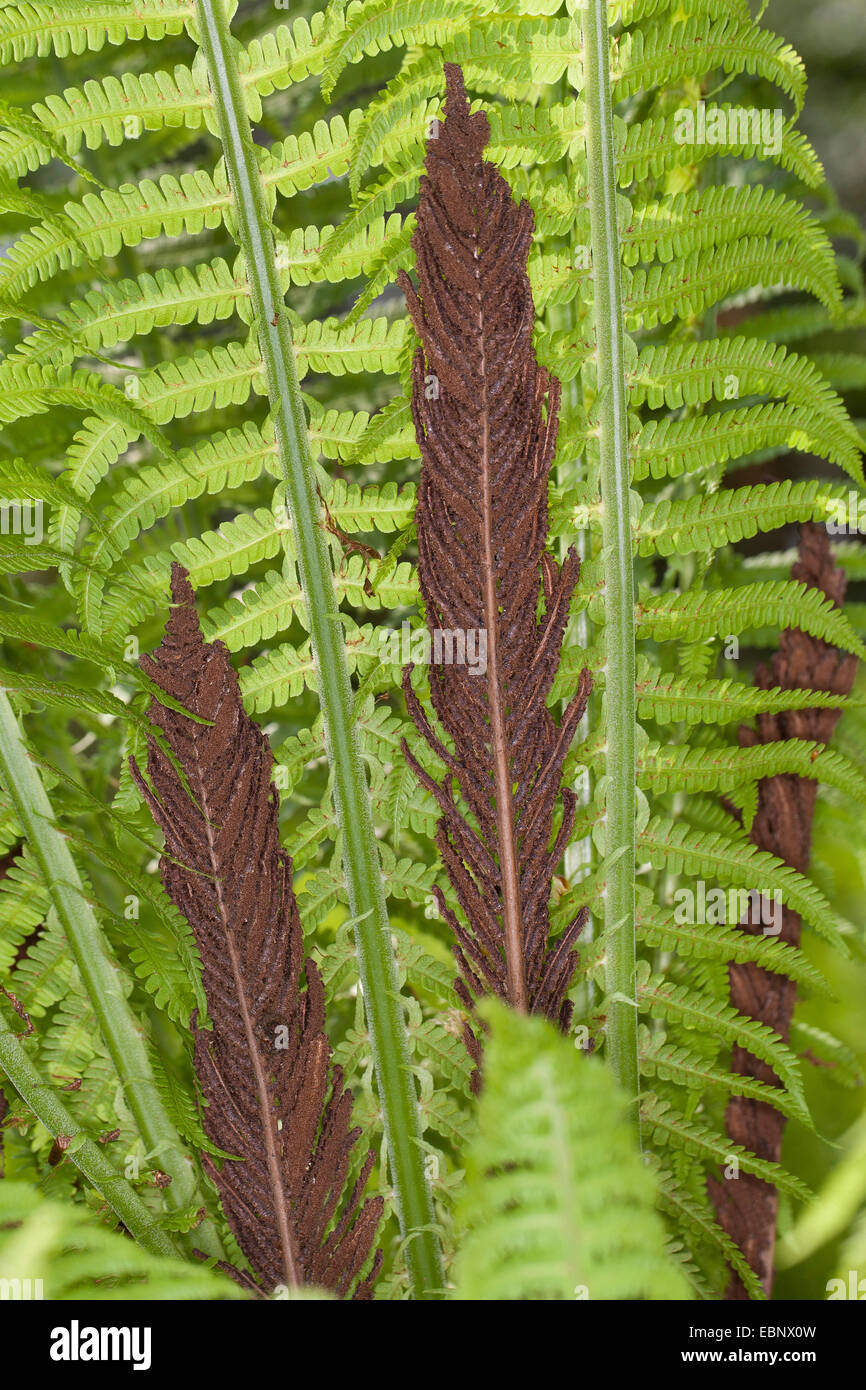 Europäische Strauß Farn, Strauß Farn (Matteuccia Struthiopteris), mit Sporophylls, Deutschland Stockfoto