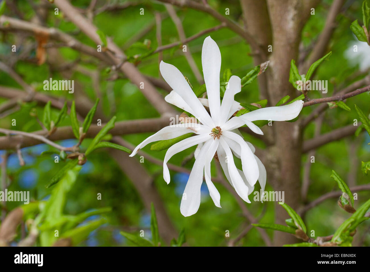 Stern-Magnolie (Magnolia Stellata), Blume Stockfoto
