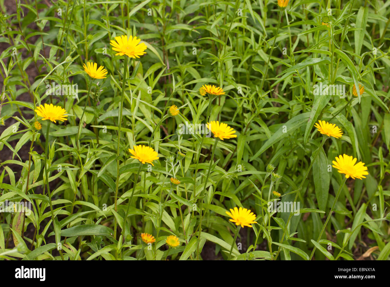 Gelben Ochsen-Auge (Buphthalmum Salicifolium), blühen Stockfoto