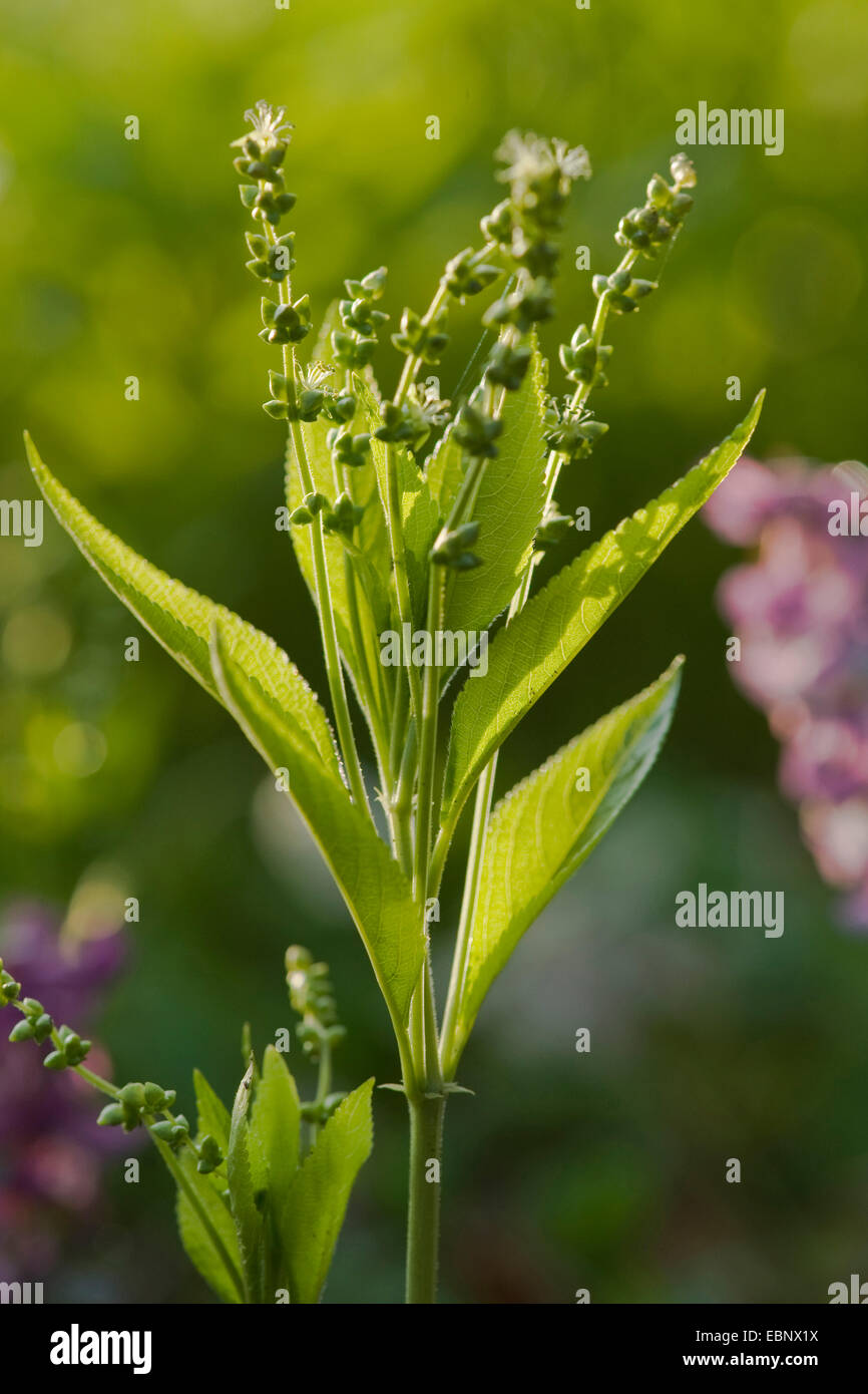 Dog's Quecksilber (Mercurialis Perennis), männliche Pflanze, Deutschland Stockfoto