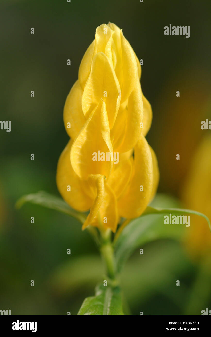 Goldene Kerze, Lutscher Pflanze, Golden Garnelen Pflanze (Pachystachys Lutea), inflorecence Stockfoto