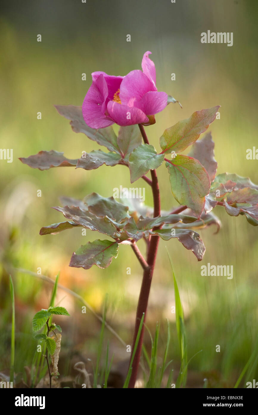 Korallen Paeony, wilde Pfingstrose (Paeonia Mascula SSP Russii, Paeonia Corallina), blühen Stockfoto