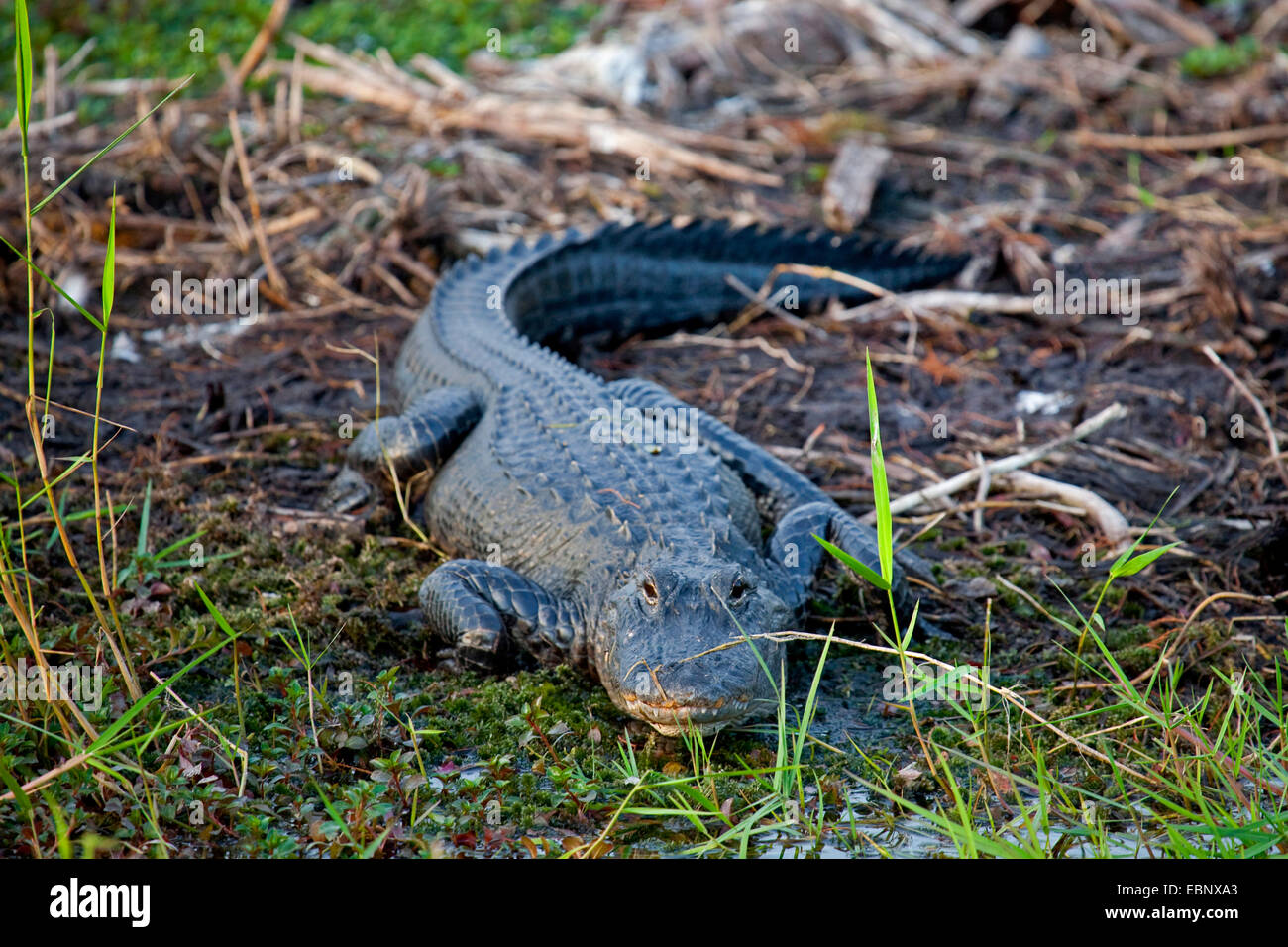 Amerikanischer Alligator (Alligator Mississippiensis), liegen an der Küste, USA, Florida, Big Cypress National Preserve Stockfoto