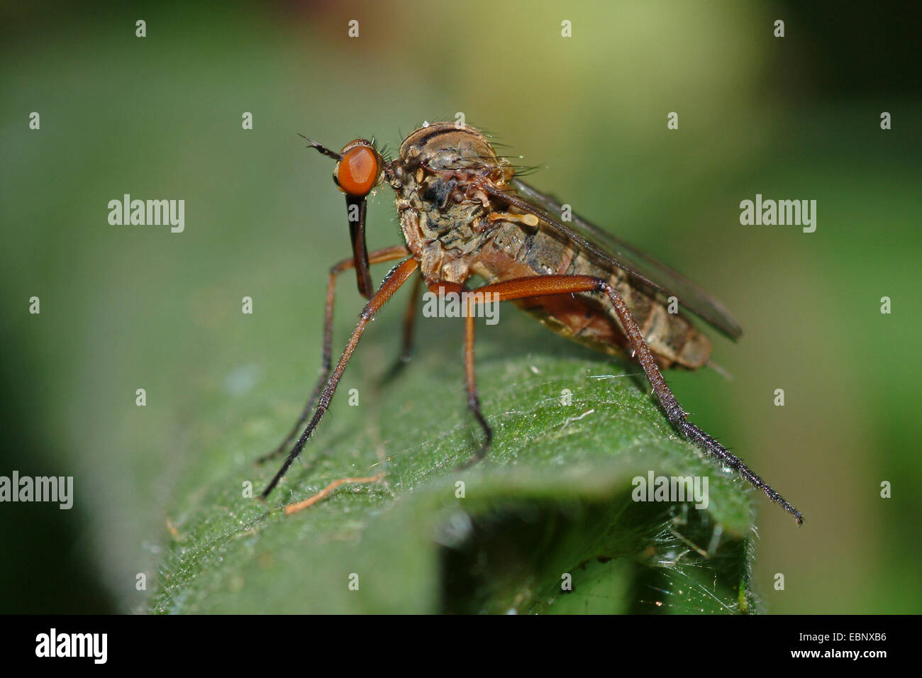 Tanz-Fliege (Fortsätzen), sitzt auf einem Blatt, Deutschland Stockfoto