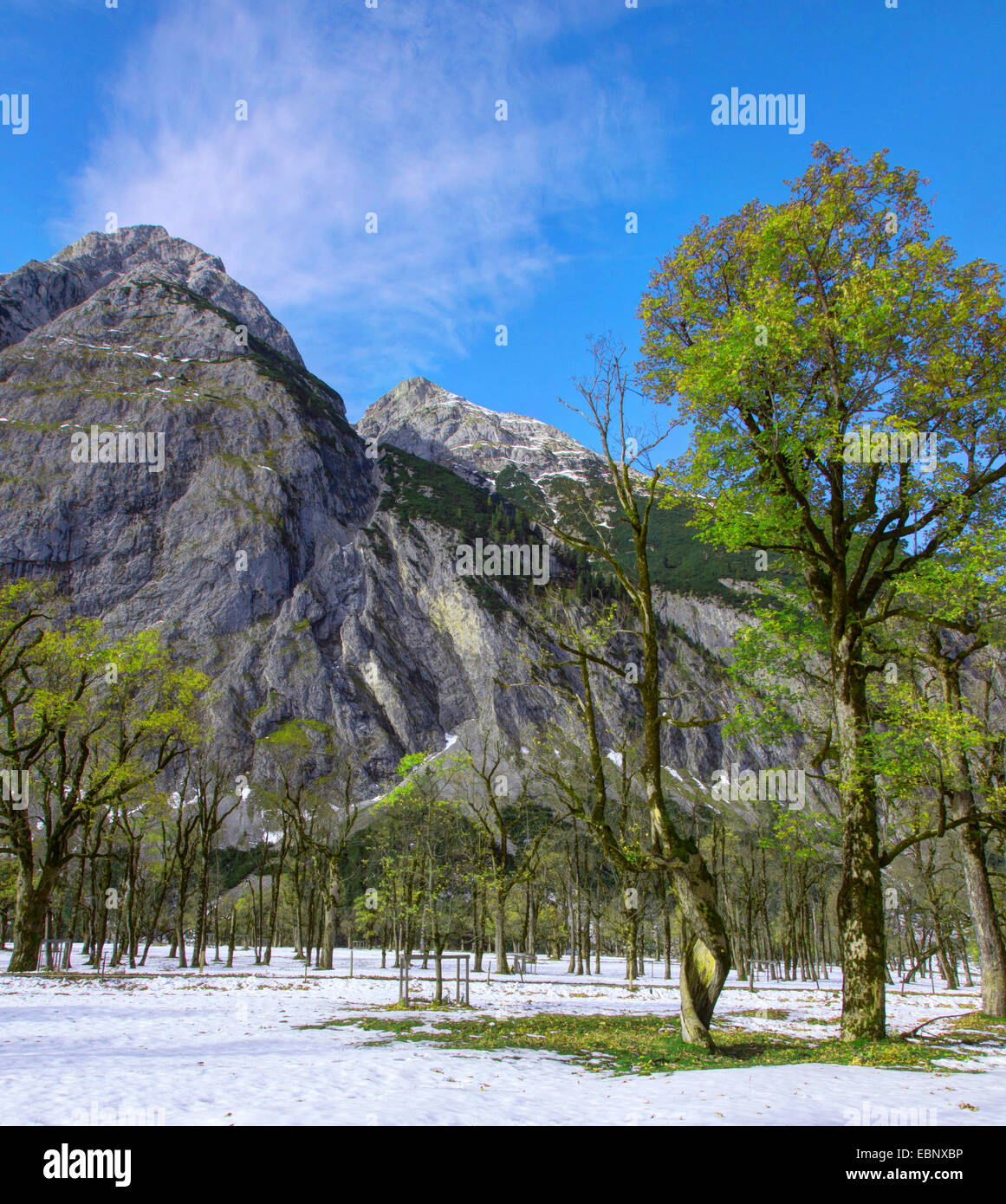 Bergahorn, große Ahorn (Acer Pseudoplatanus), Grosser Ahornboden mit Resten von Schnee, Österreich, Tirol, Karwendelgebirge Stockfoto