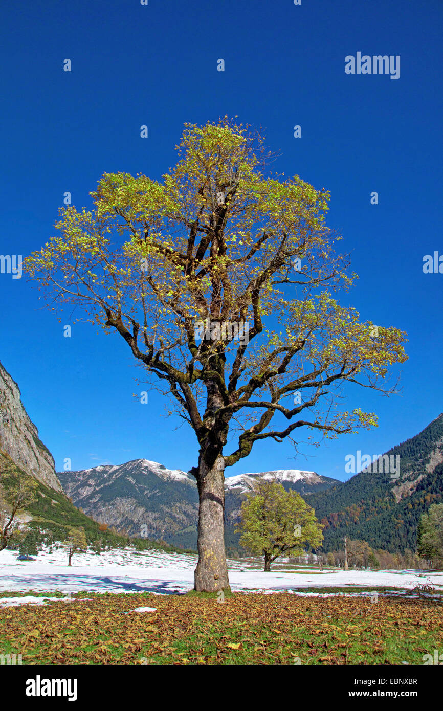 Bergahorn, große Ahorn (Acer Pseudoplatanus), Berglandschaft mit alten Ahorn, Österreich, Tirol, Karwendelgebirge, Grosser Ahornboden Stockfoto