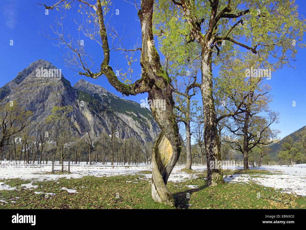 Bergahorn, große Ahorn (Acer Pseudoplatanus), Grosser Ahornboden im Frühjahr, Österreich, Tirol, Karwendelgebirge Stockfoto