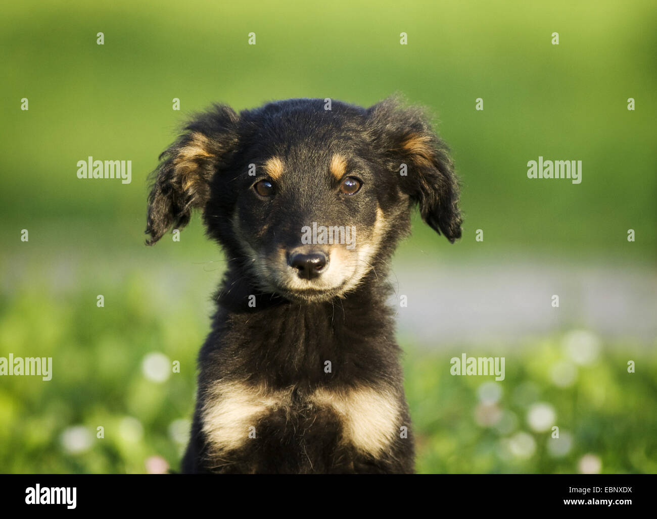 Haushund (Canis Lupus F. Familiaris), gemischte Rasse Welpen, Porträt auf einer Wiese, Deutschland, Baden-Württemberg Stockfoto