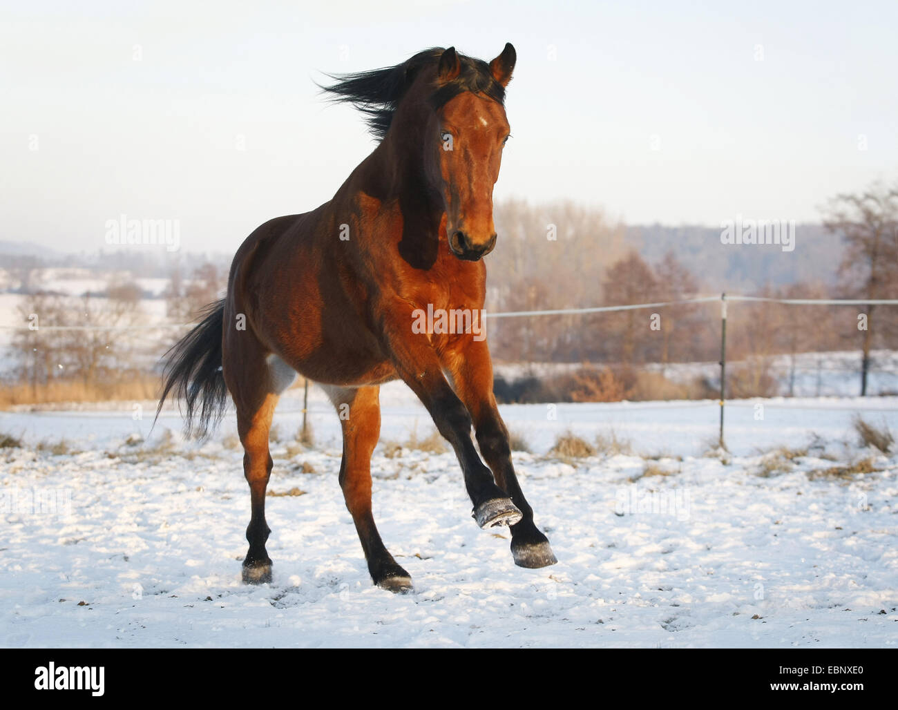 inländische Pferd (Equus Przewalskii F. Caballus), ungarische Warmblut, braun, Tempo in einem verschneiten Paddock, Deutschland, Baden-Württemberg Stockfoto