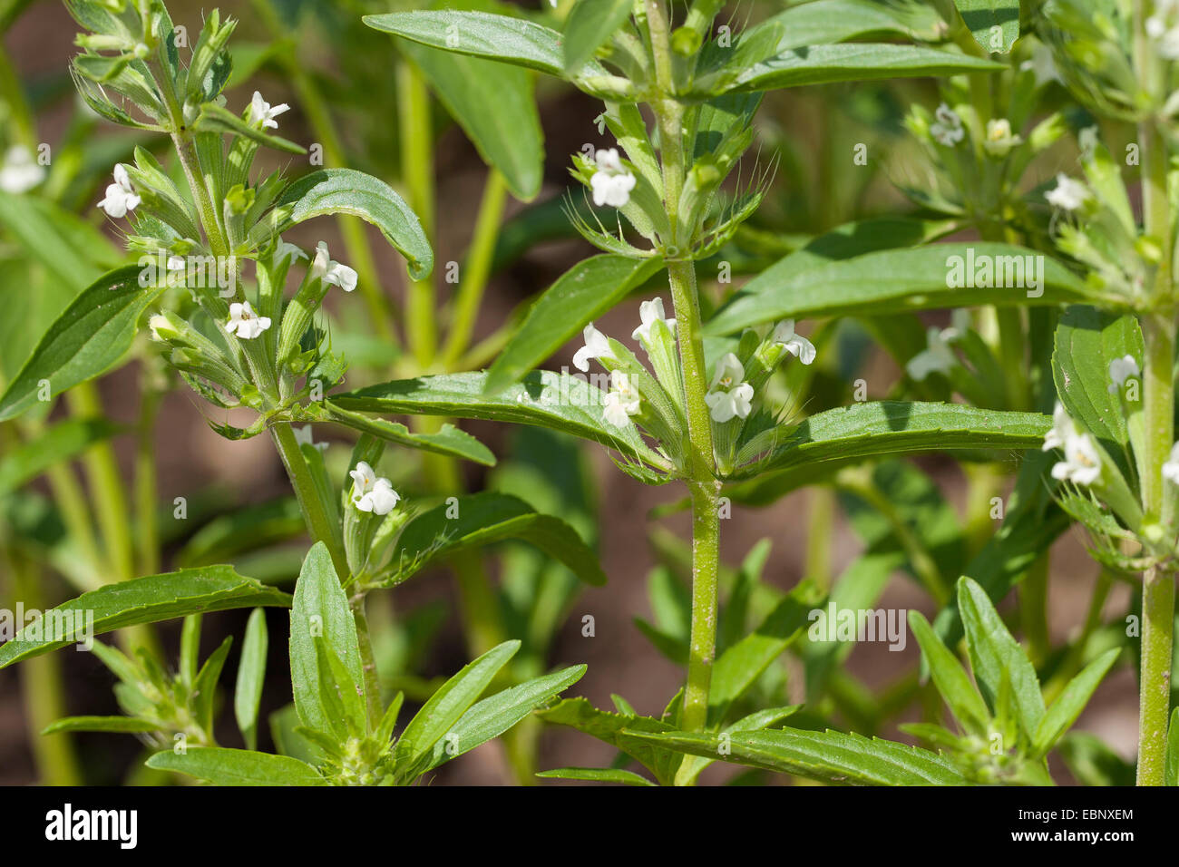 Iberischer drachenkopf Fotos und Bildmaterial in hoher Auflösung Alamy