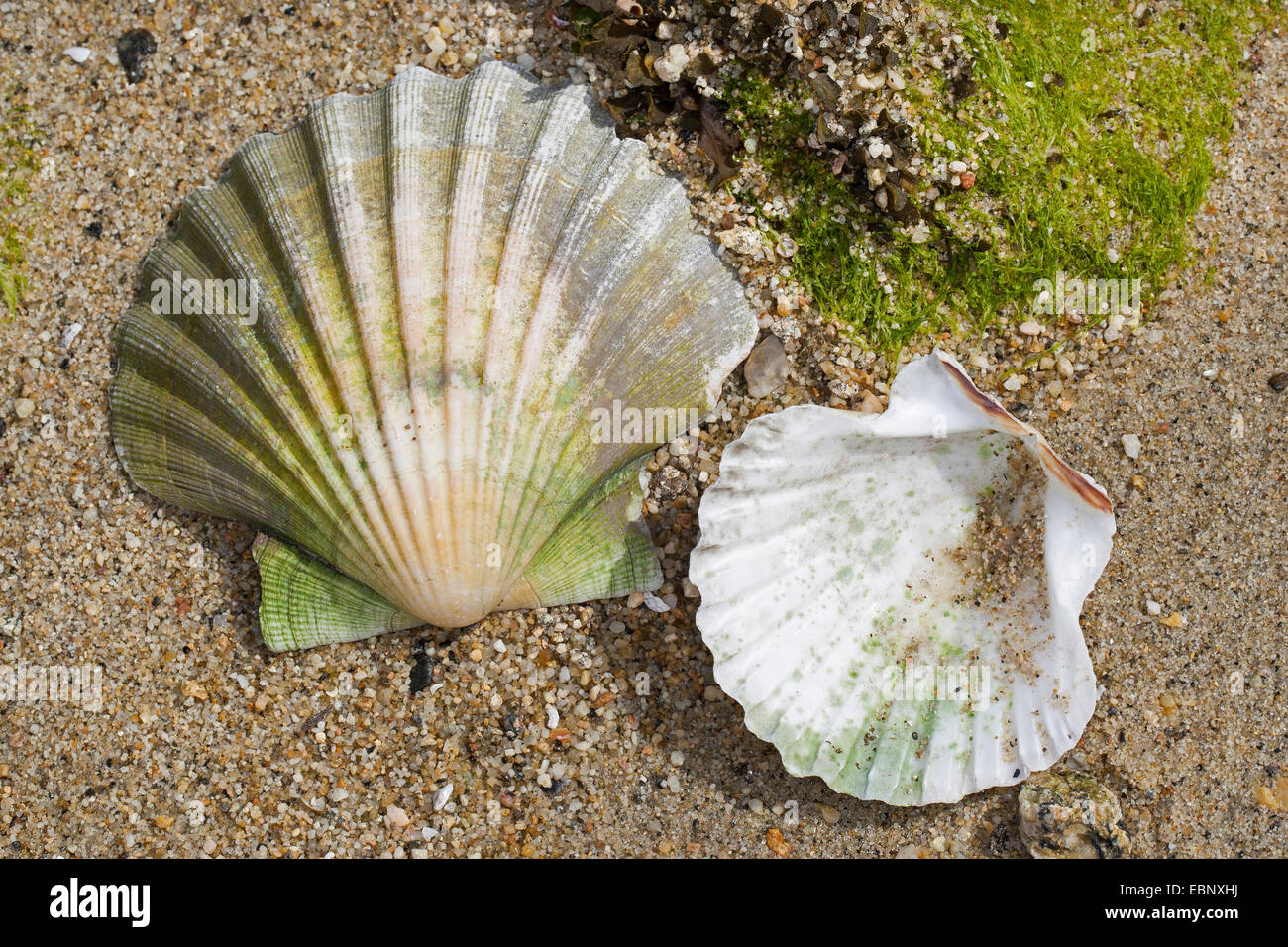 Große Jakobsmuschel, gemeinsame Jakobsmuschel, Coquille St. Jacques (Pecten Maximus), zwei Muscheln am Strand Stockfoto