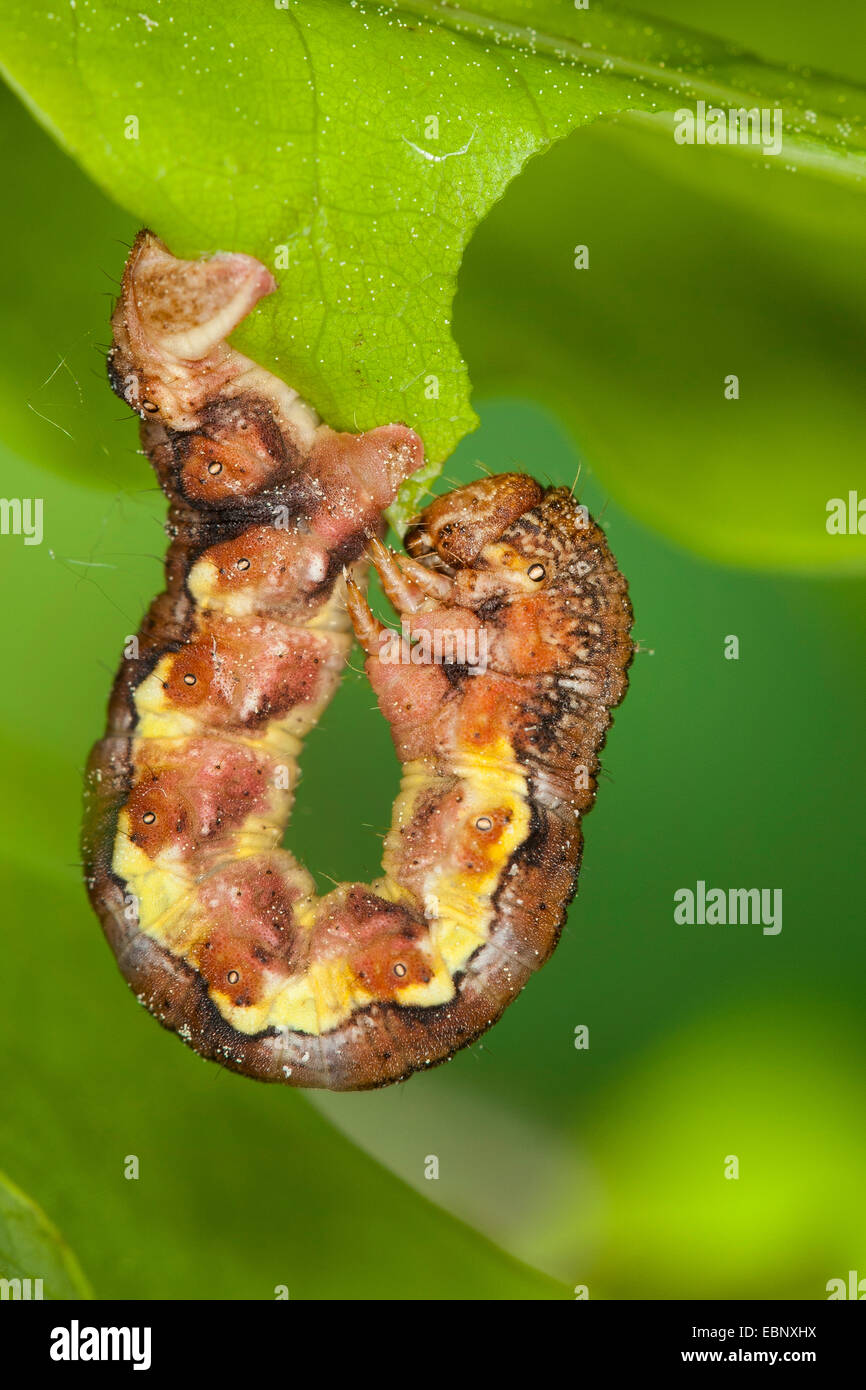 Fleckige Umbra (Erannis Defoliaria, Phalaena Defoliaria, Hybernia Defoliaria), Raupe, die Fütterung auf Eichenblatt, Wald Schädling, Deutschland Stockfoto