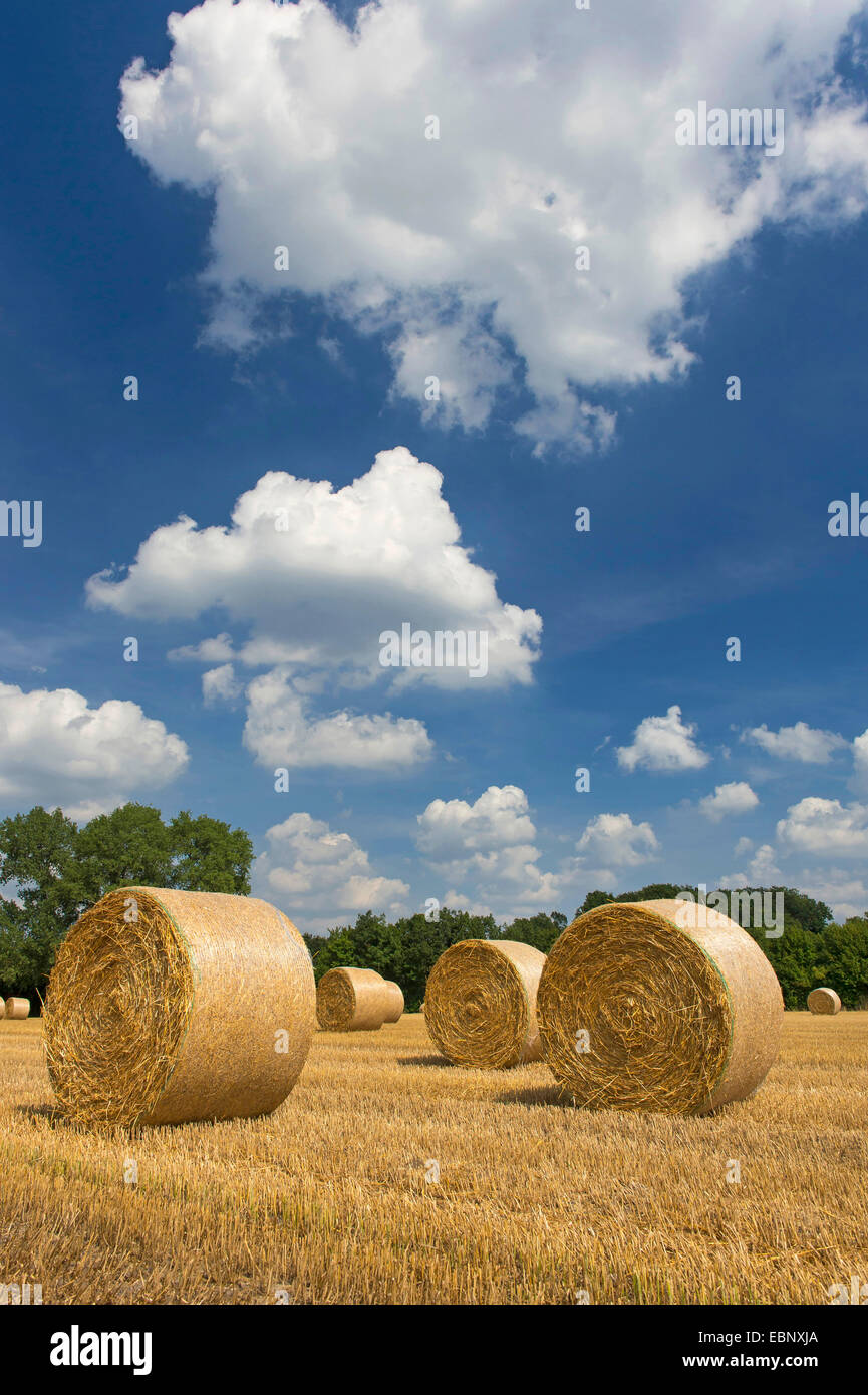 Rundballen Sie auf Stoppelfeld, Deutschland, Niedersachsen, Oldenburger Muensterland Stockfoto