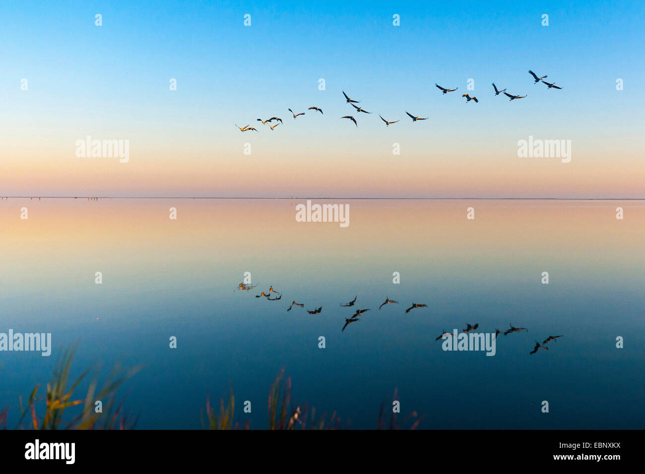 Kranich, eurasische Kranich (Grus Grus), fliegen Herde bei Sonnenuntergang bei Gross Mohrdorf, Ostsee, Mecklenburg-Vorpommern, Ostsee, Deutschland Stockfoto