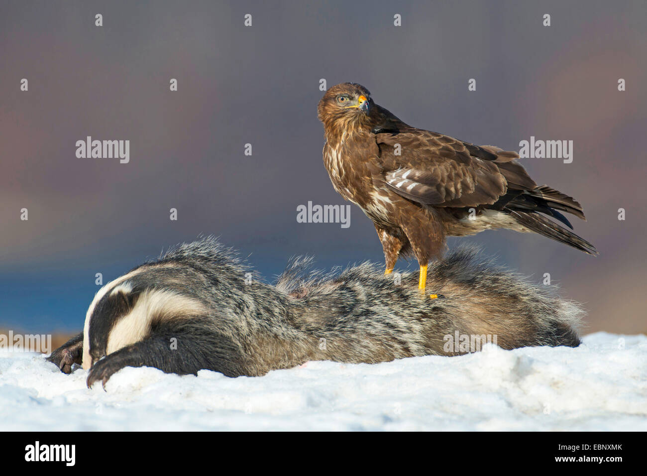 Alten Welt Dachs, eurasischen (Meles Meles), Fütterung auf einen Dachs, Deutschland, Mecklenburg-Vorpommern, Feldberger Seenlandschaft Stockfoto