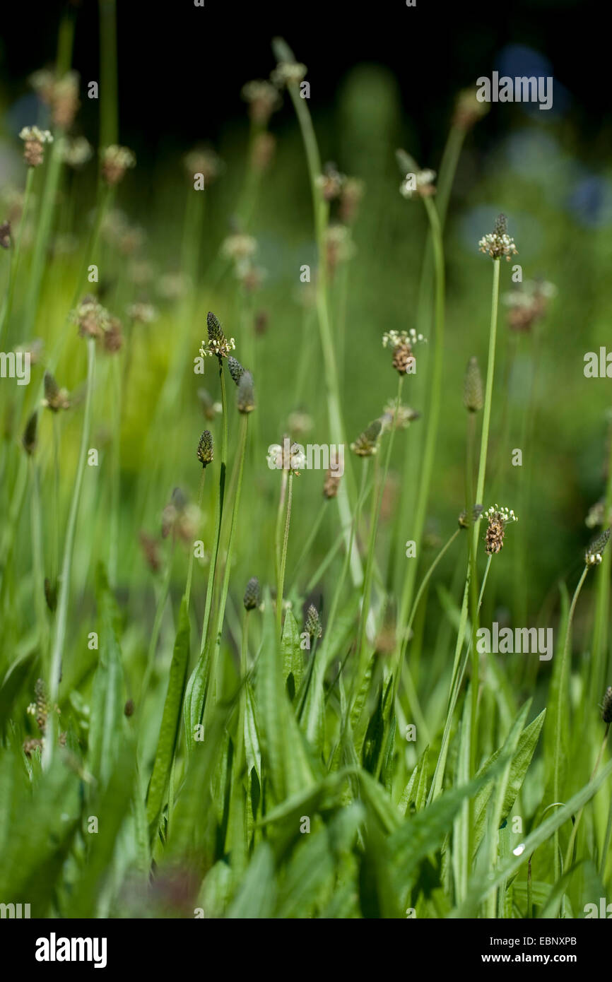 Buckhorn Wegerich, englische Wegerich, Spitzwegerich Spitzwegerich, Rippe Rasen, Welligkeit Grass (Plantago Lanceolata), blühen, Deutschland Stockfoto