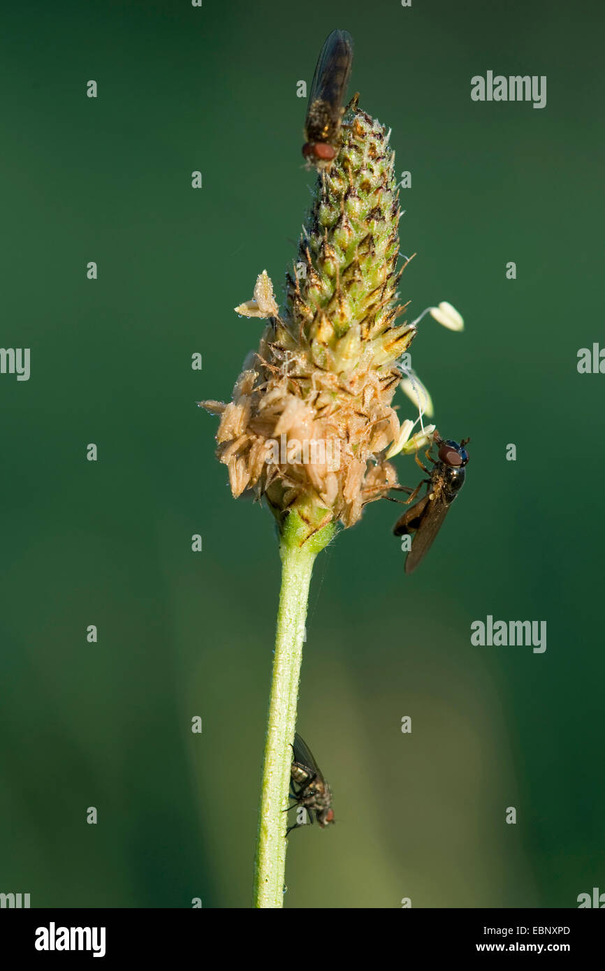 Buckhorn Wegerich, englische Wegerich, Spitzwegerich Spitzwegerich, Rippe Rasen, Welligkeit Grass (Plantago Lanceolata), Inflorescens mit fliegen, Deutschland Stockfoto