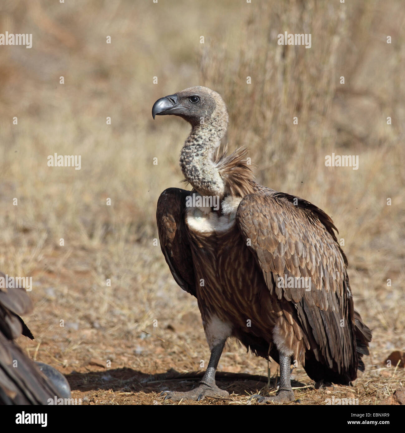 Afrikanische Weißrückenspecht Geier (abgeschottet Africanus), stehend auf dem Boden, Südafrika, Kruger National Park Stockfoto