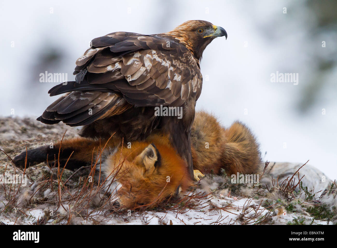 Steinadler (Aquila Chrysaetos), sitzt auf einem Toten Fuchs, Norwegen, Trondheim Stockfoto
