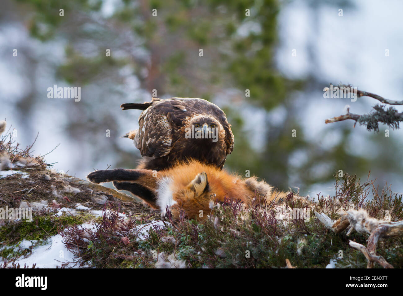 Steinadler (Aquila Chrysaetos), sitzt neben einem Toten Fuchs, Norwegen, Trondheim Stockfoto