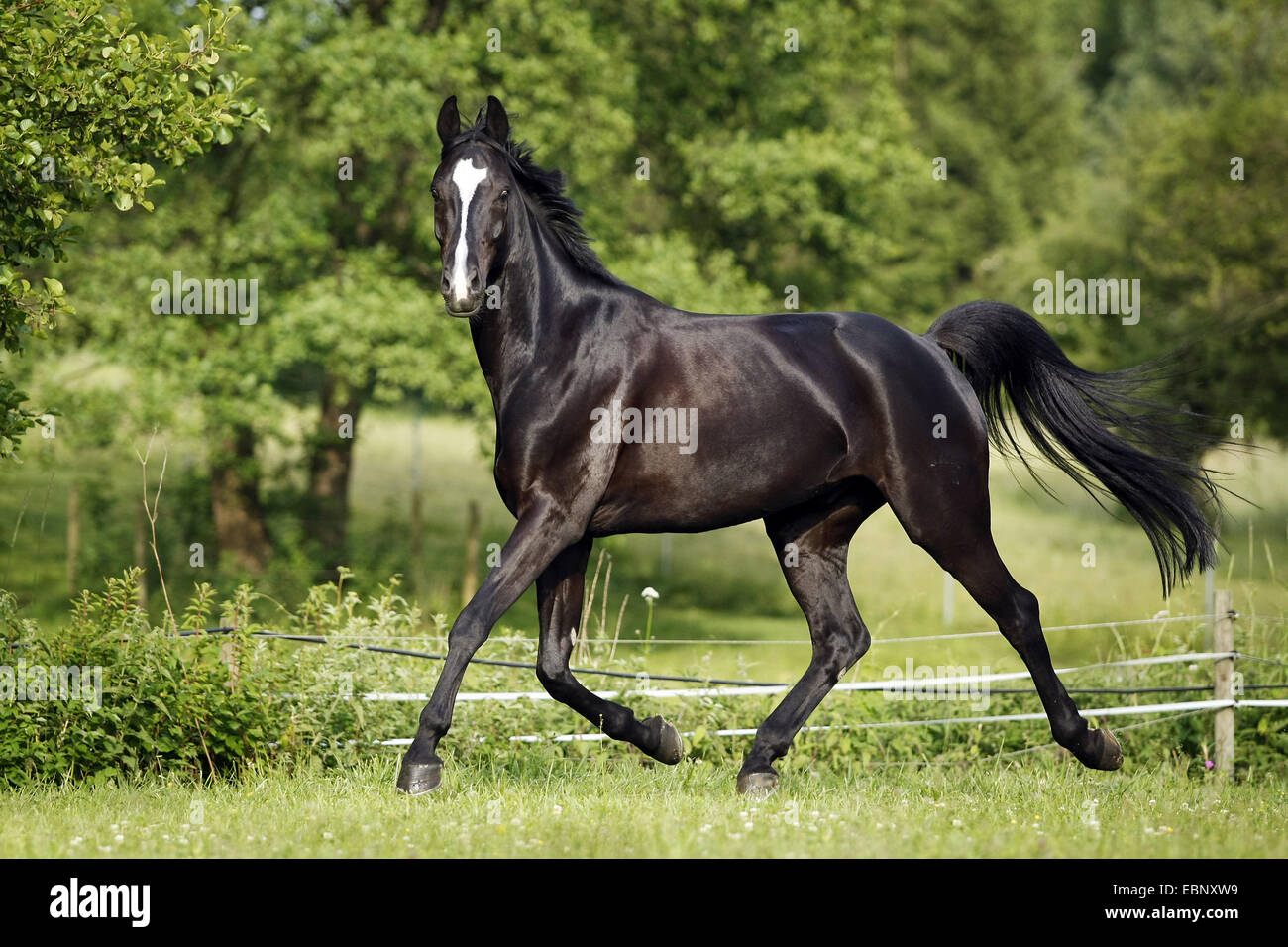 Wie Nennt Man Ein Schwarzes Pferd www.alamy.de