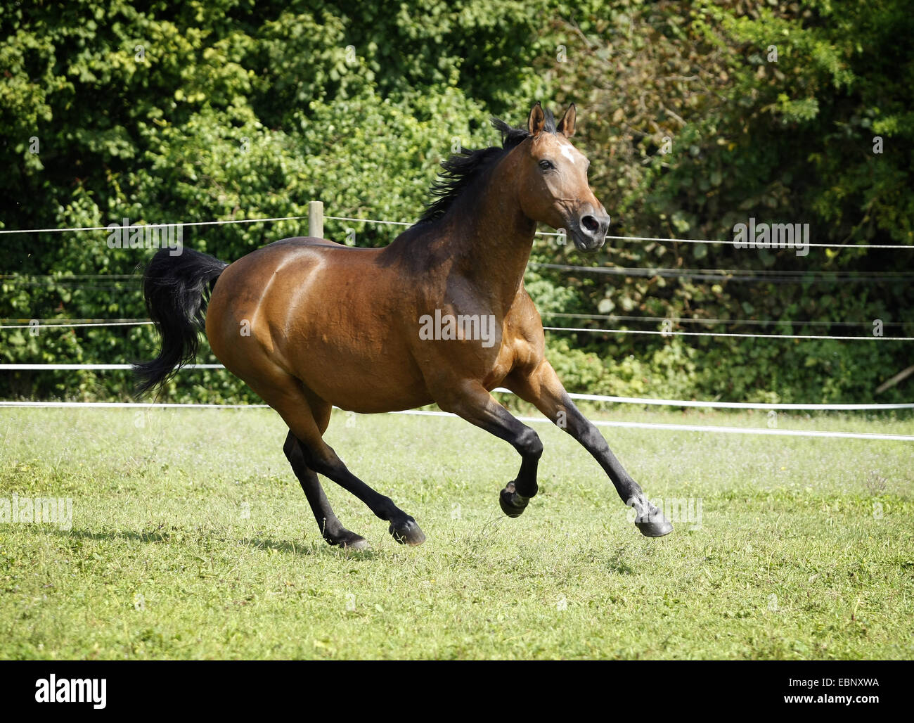 Hannoveraner Pferd, deutsches Warmblut (Equus Przewalskii F. Caballus), braune Hannoveraner Stute Tempo über Weide, Deutschland, Baden-Württemberg Stockfoto