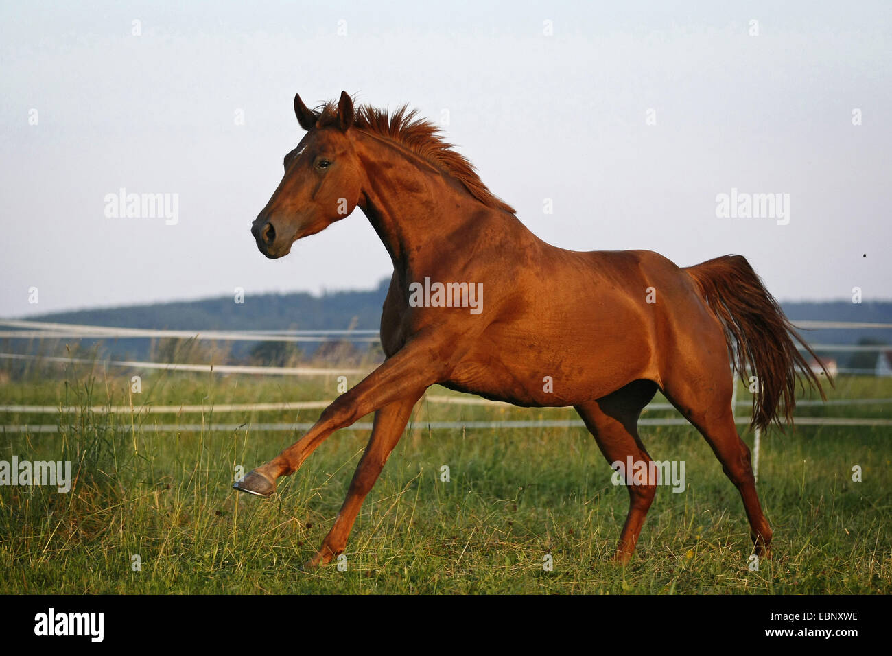 Bayerische Warmblut, deutsches Warmblut (Equus Przewalskii F. Caballus), Kastanien Stute Tempo auf der Weide, Deutschland, Allgäu Stockfoto