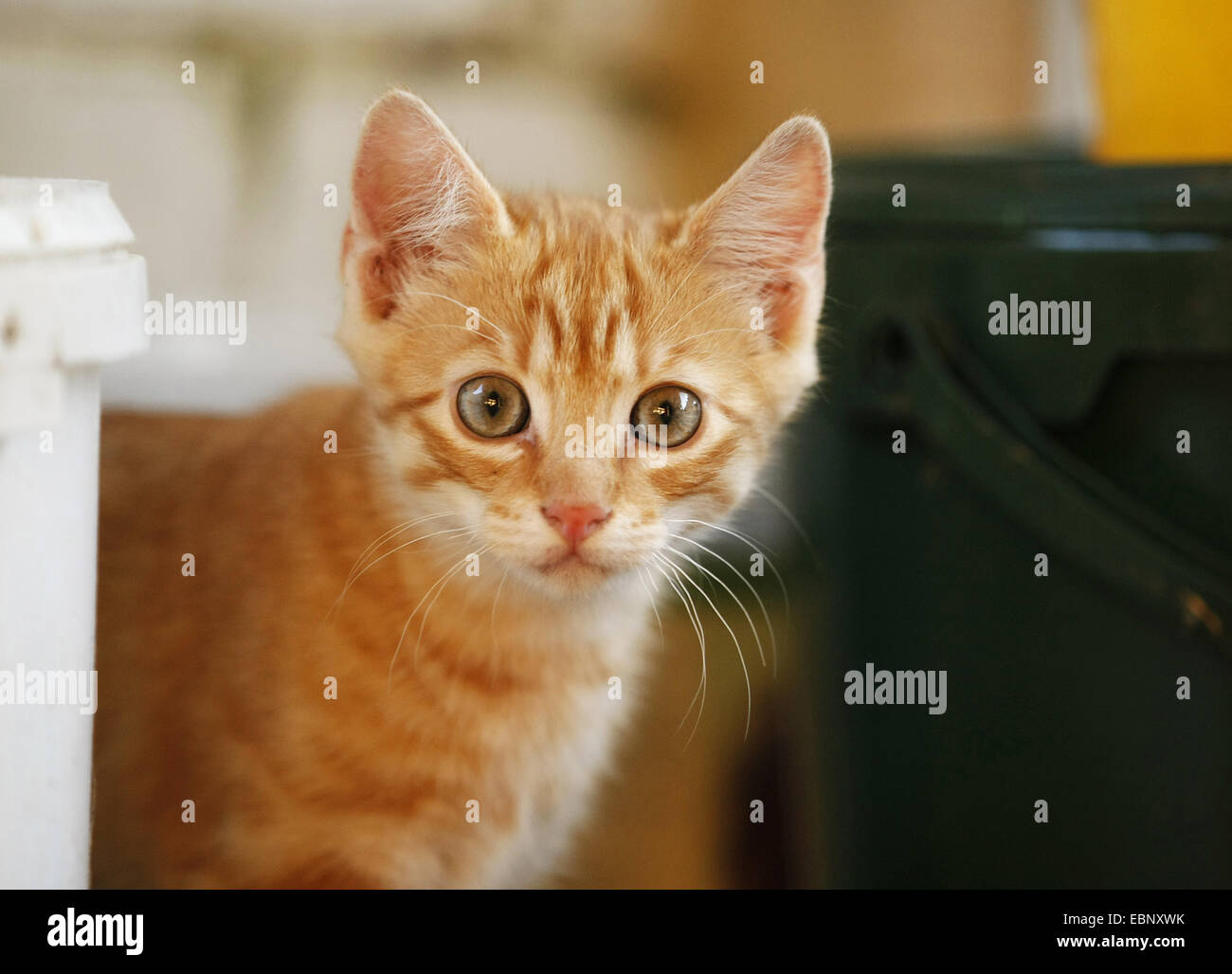 Hauskatze, Hauskatze (Felis Silvestris F. Catus), Tabby roten Kätzchen peering hinter einen Eimer, Porträt, Deutschland, Baden-Württemberg Stockfoto