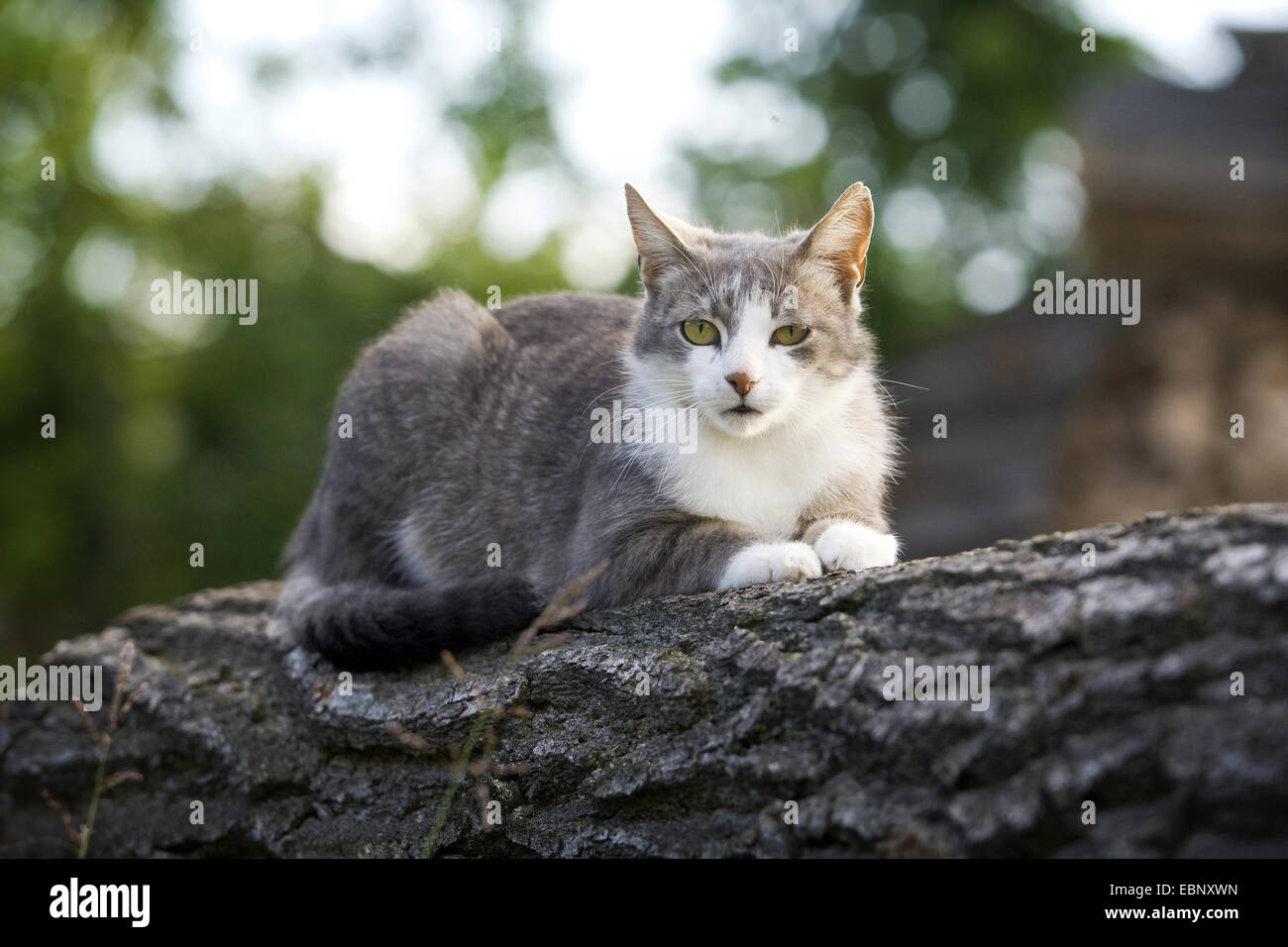 Hauskatze, Haus Katze (Felis Silvestris F. Catus), graue Katze Verlegung auf einem Baumstamm, Deutschland, Baden-Württemberg Stockfoto