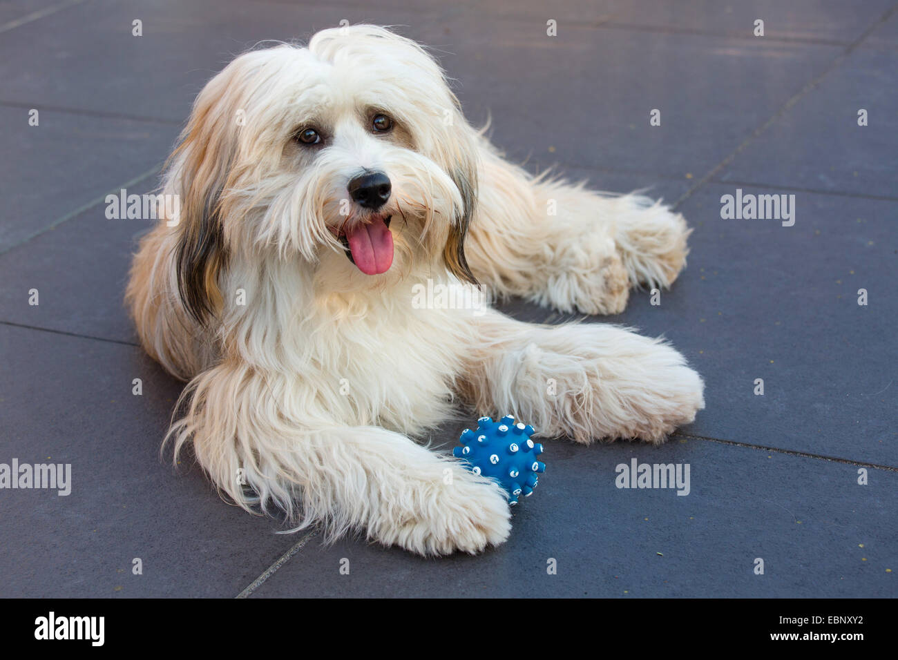 Tibet Terrier, Tsang Apso, Dokhi Apso (Canis Lupus F. Familiaris), ein-Jahr-alt, helles Zobel und weißer Mann liegen auf Terrasse mit blauen Ball, Deutschland Stockfoto