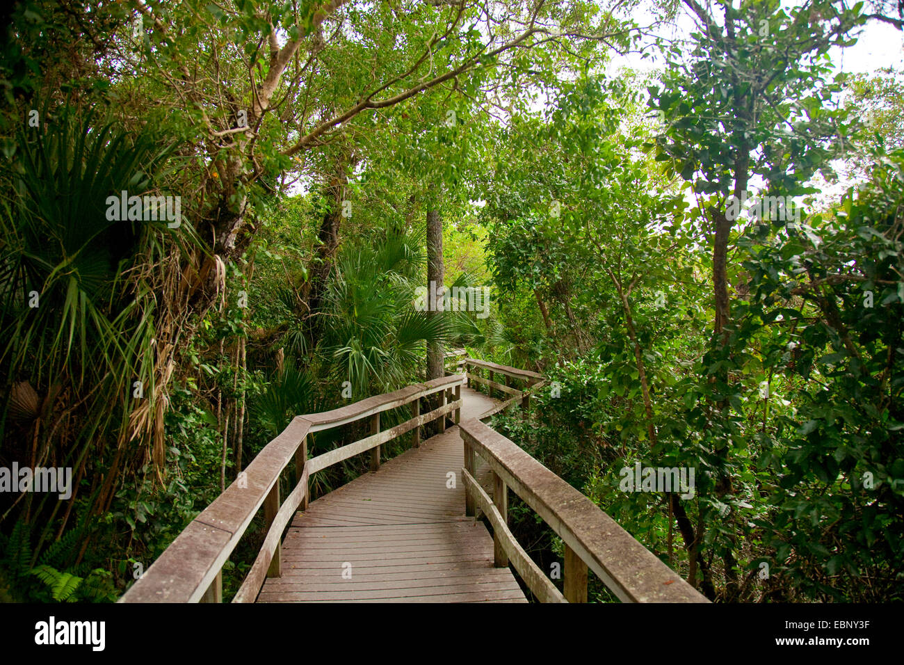 Baumkrone Pfad, USA, Florida, Everglades Nationalpark Stockfoto